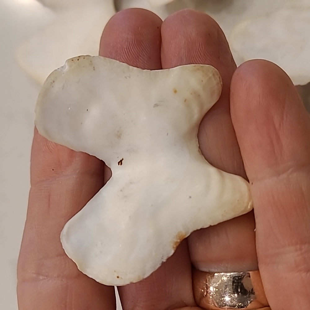 Butterfly 🦋 Shaped Craft Shells - Picture 5 of 8